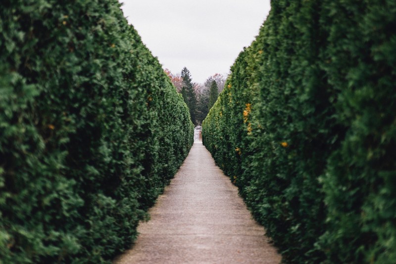 pathway path hedge and bush 4k