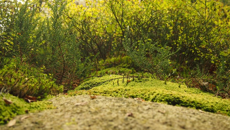 moss plant vegetation and bush 4k