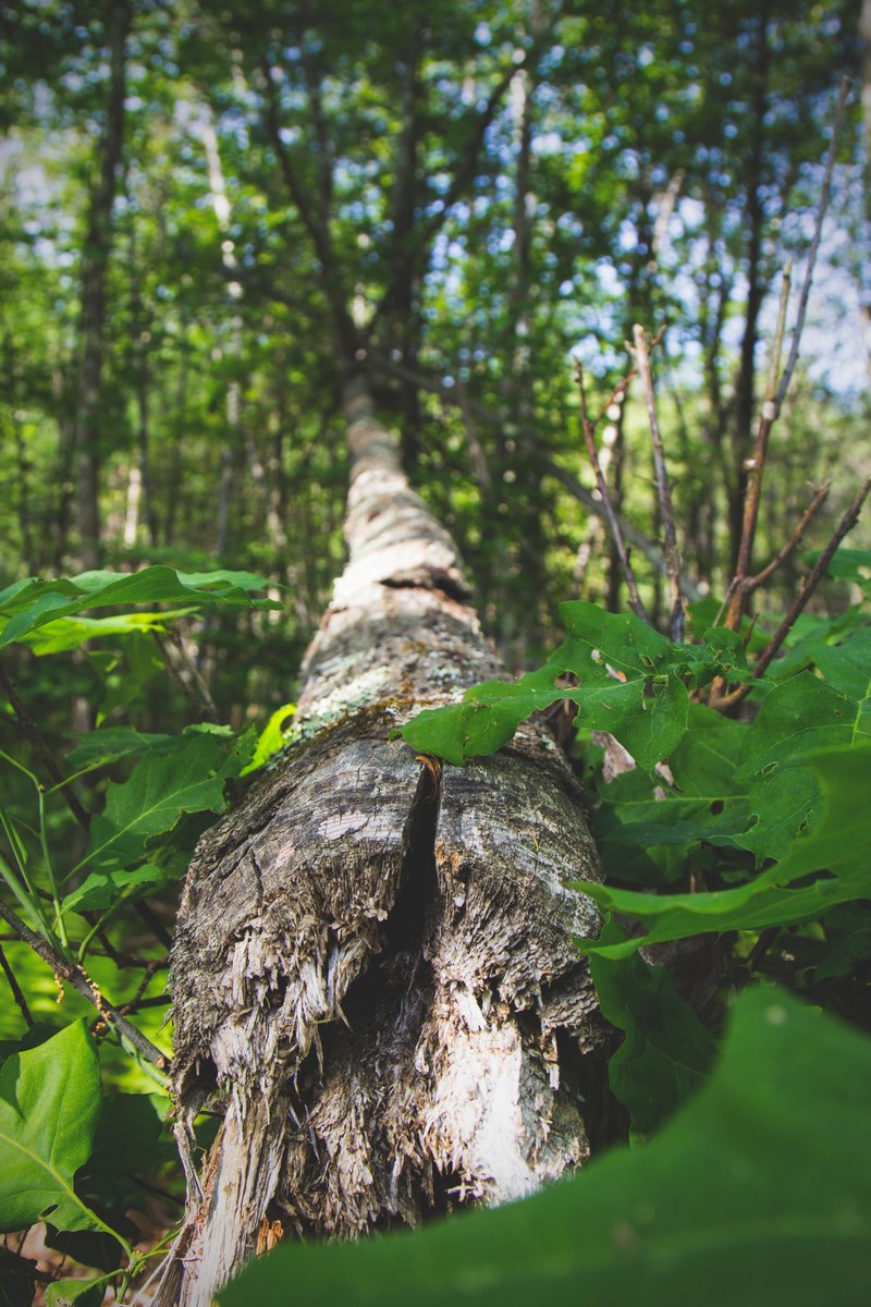 tree wood plant and branch hd, 4k