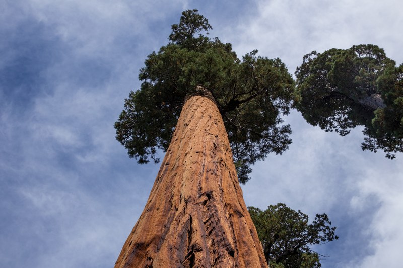 tree sky redwood and tree trunk 4k