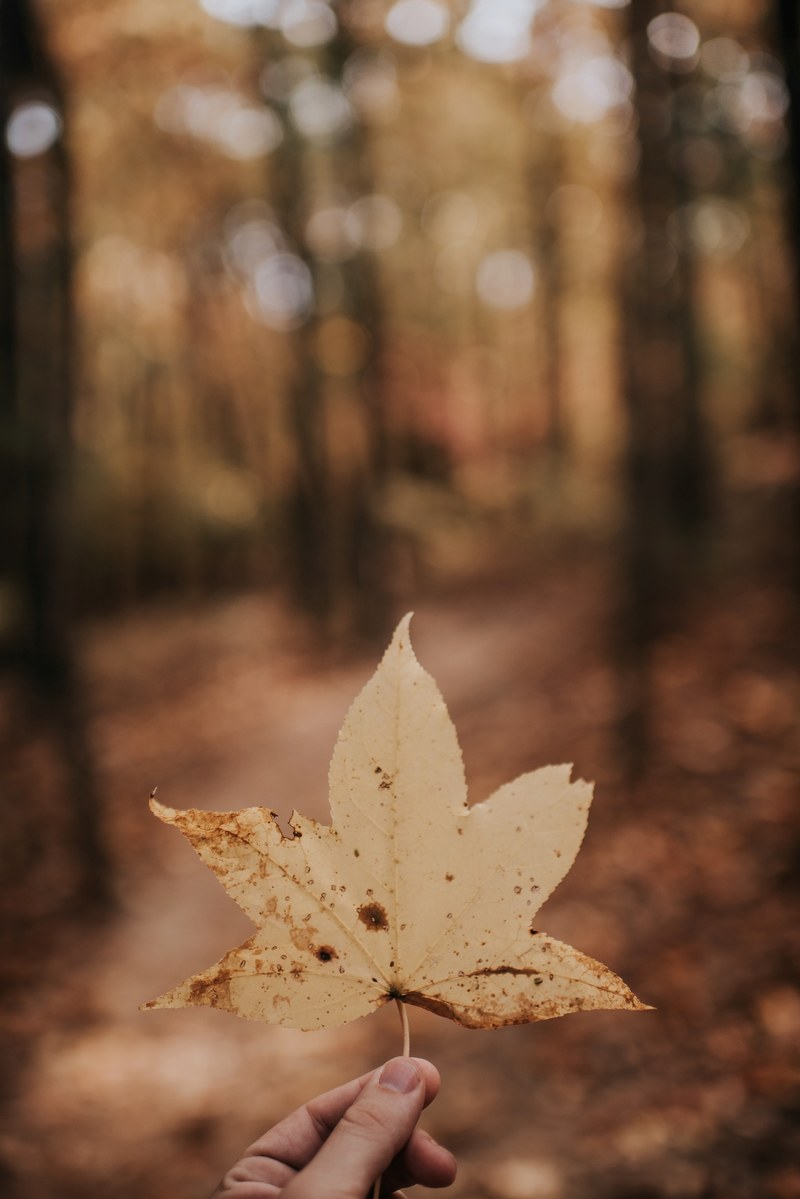 leaf fall autumn and hand hd, 4k