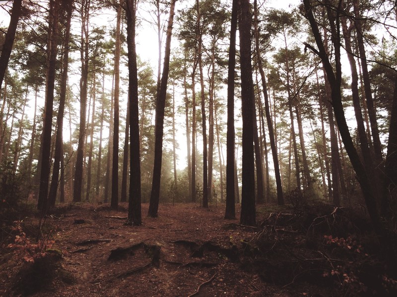 sunlit sky behind a sparse forest in frth, sparse forest on a bright day 4k
