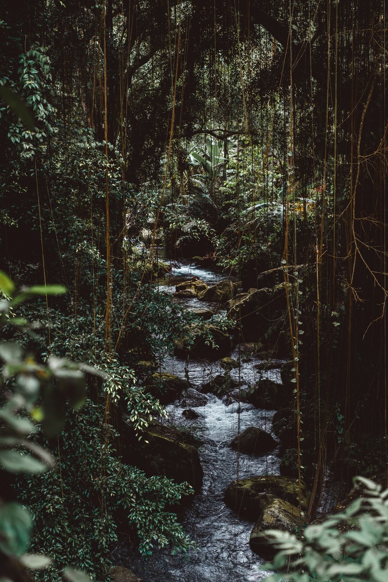 a stream in a dense forest with vines hanging down from tree branches, stream in a green thicket 4k