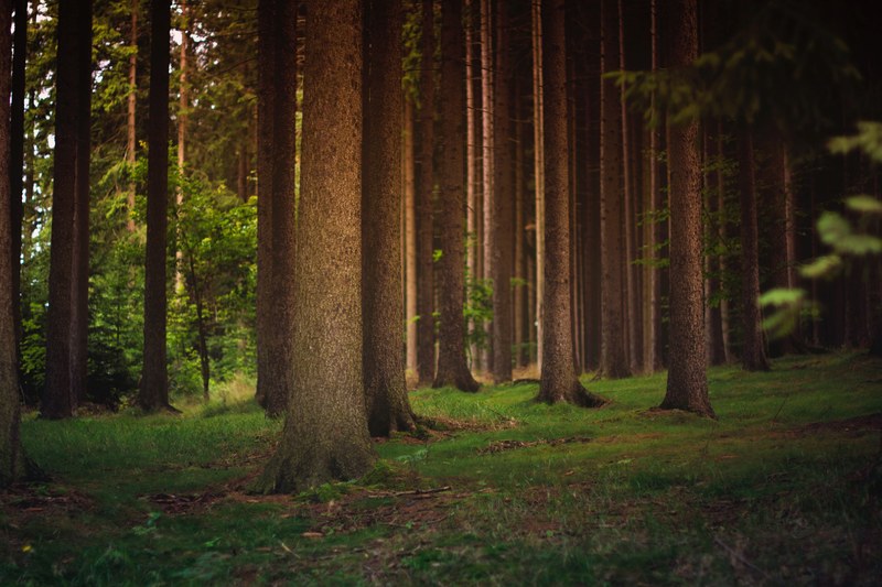 tall coniferous trees on a grassy forest floor, tree trunks and green grass 4k