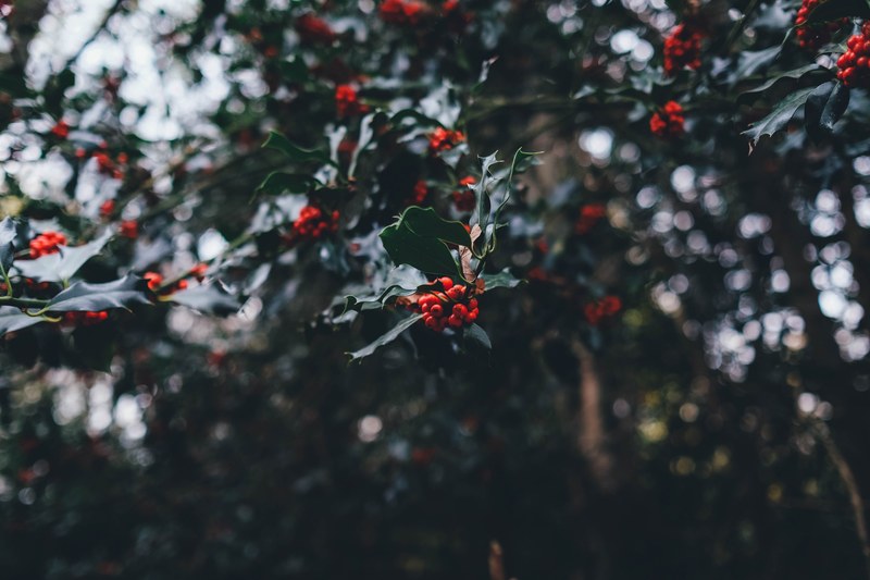 clusters of holly berries and leaves on a tree, holly on a tree 4k