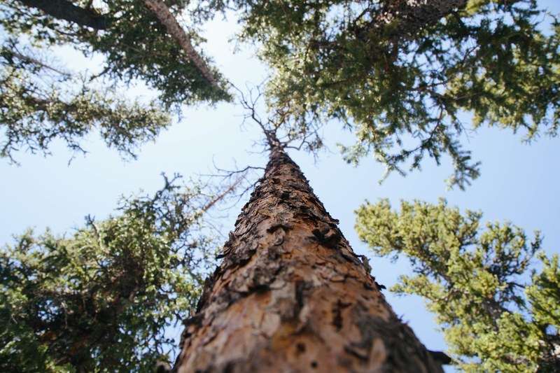 a low angle shot of a tall pine tree, view up a pine tree 4k