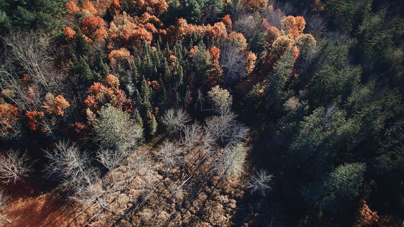 drone shot of trees in autumn colors casting long shadows, evergreen woods in autumn 4k