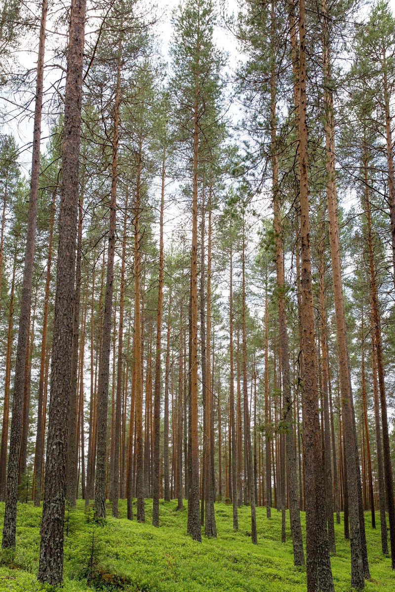 tall trees on vivid green underbrush in an evergreen forest, the heart of the forest 4k