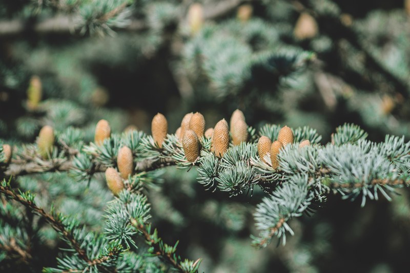 a macro shot of upward pointing pine cones on a branch of a fir tree, fir pine cones 4k