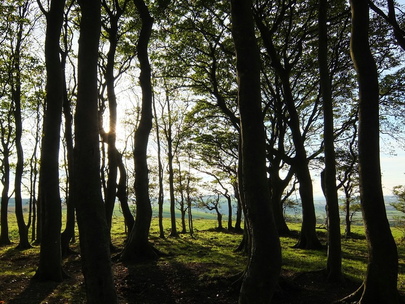 a small grove casting long shadows as sun breaks through the branches, shadowy grove 4k