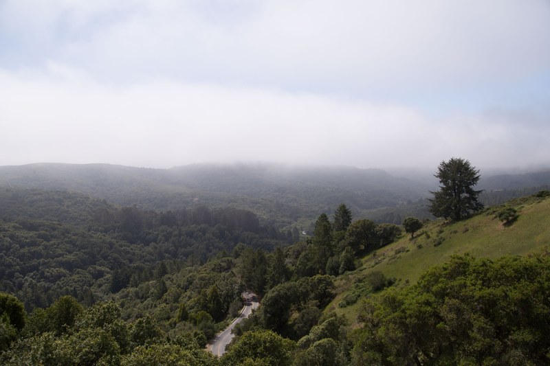 a high shot of winding road surrounded by a dense green forest, road between dense trees 4k