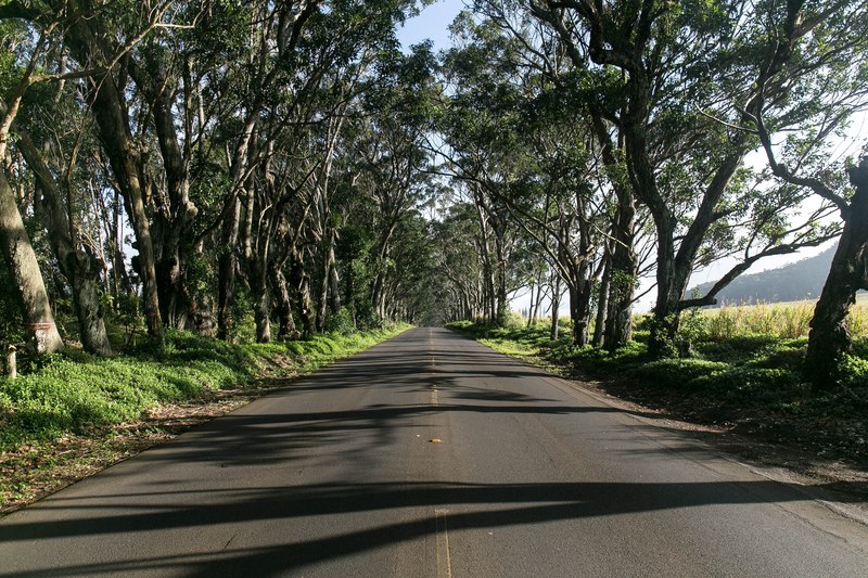 an empty road surrounded by rows of trees, empty road on a sunny day 4k