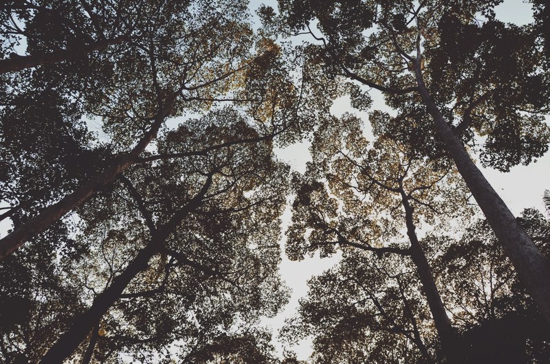 a low angle shot of leaved treetops against a blue sky, woody canopy 4k