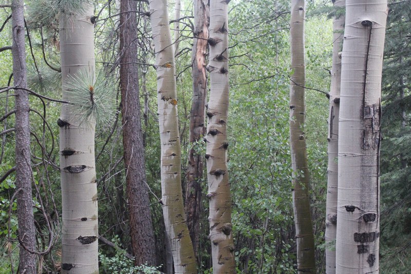 a forest of birch tree, birch trees 4k