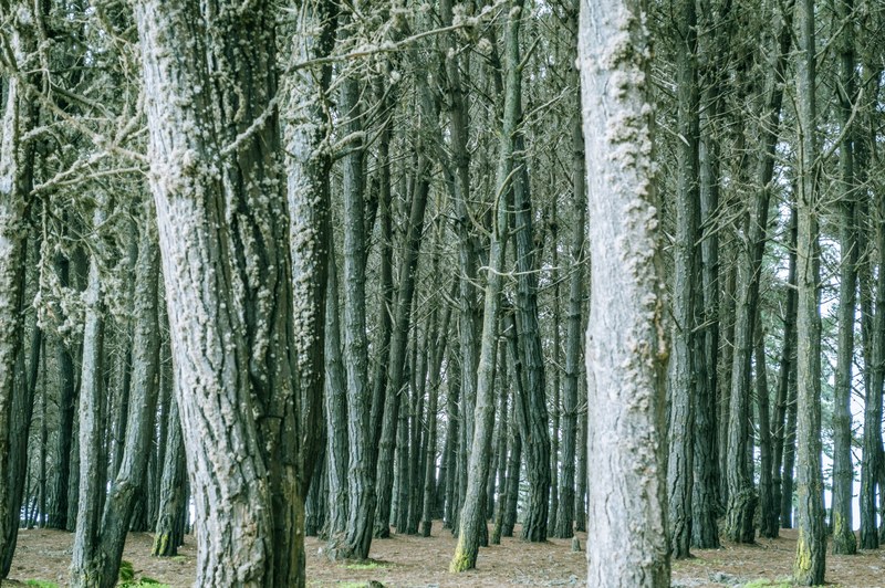 grayish tree trunks in the middle of a forest, tree trunks 4k