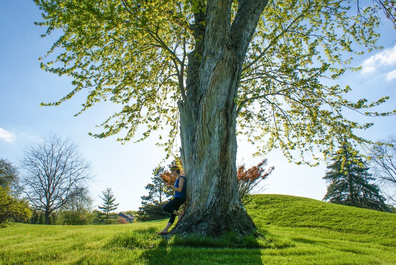 big tree with thick trunk in green field with woman standing close by in spring, woman big tree spring 4k