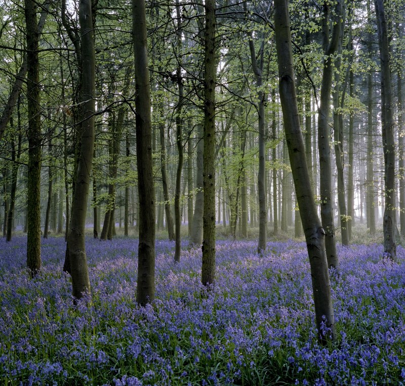 bluebells at dawn 4k