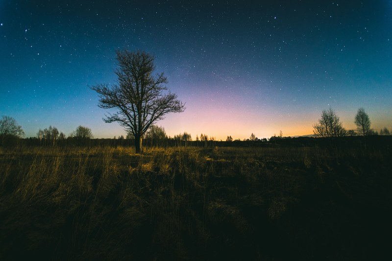 nightscape night astrophotography and tree 4k