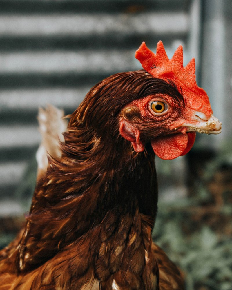 chicken hen portrait and farm hd, 4k