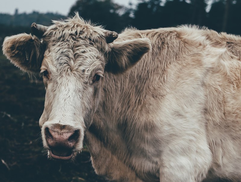 horn livestock bovine and cow 4k