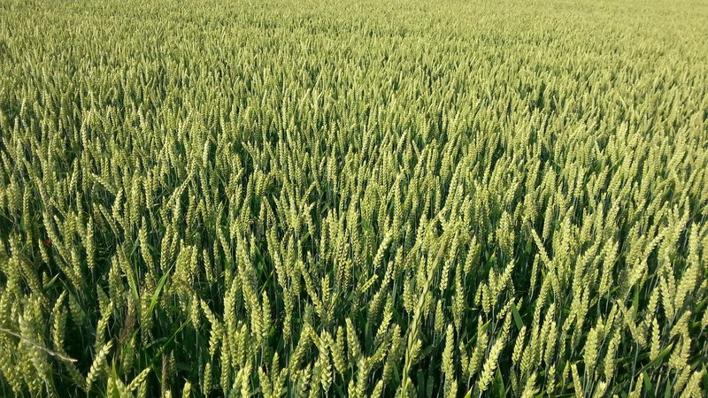field of green plants grow on a farm, country agriculture 4k