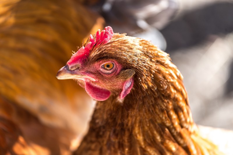 rooster and chicken 4k