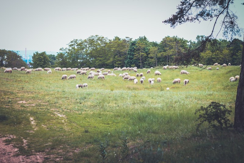 sheep mainz gonsenheim mainz and animal 4k
