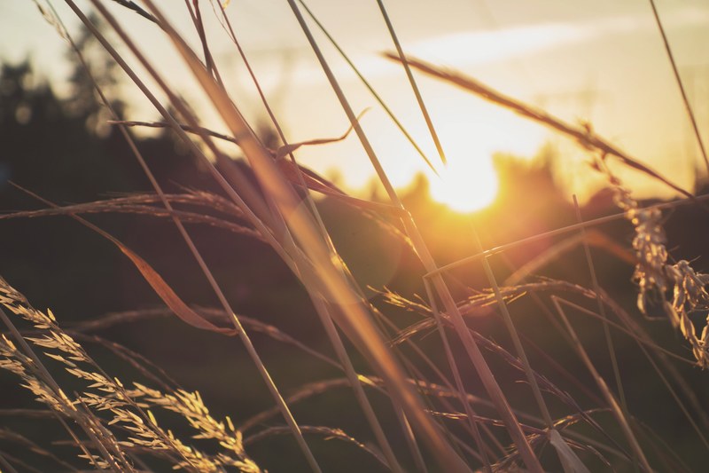 sun shines over tall prairie grass at golden hour, countryside golden hour 4k