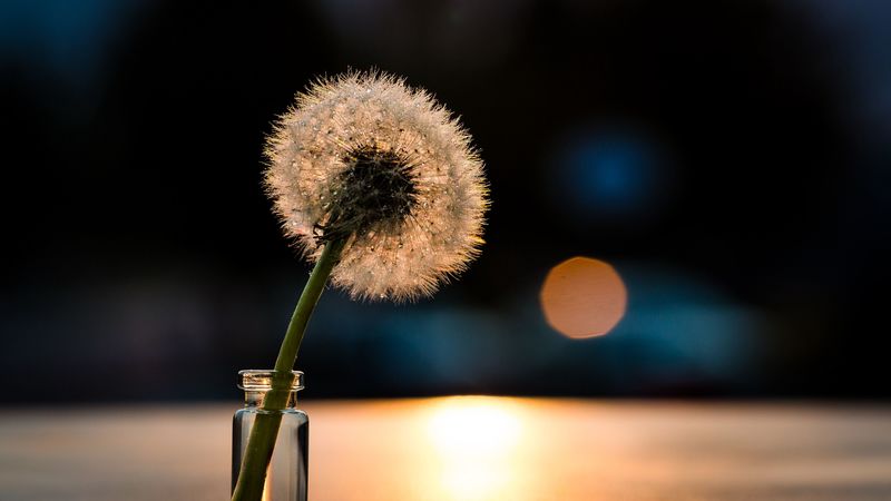 dandelion, light, close-up, 4k