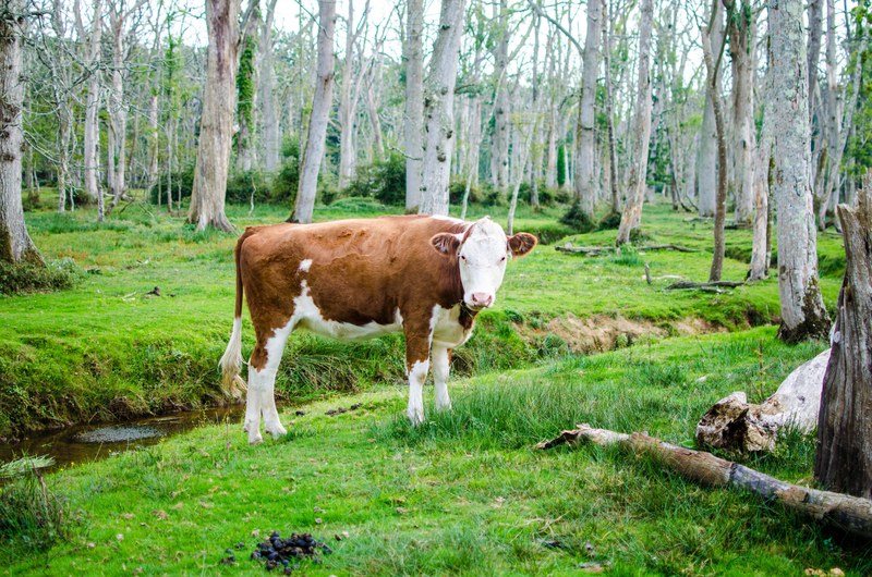 cow animal graze and livestock 4k
