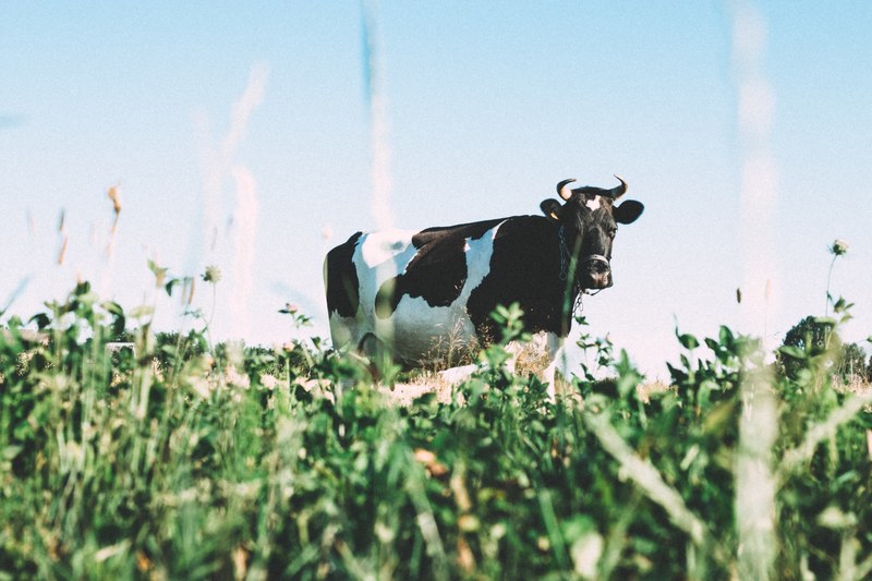a low angle shot of a black and white dairy cow grazing on green grass, cow grazing in the meadow 4k