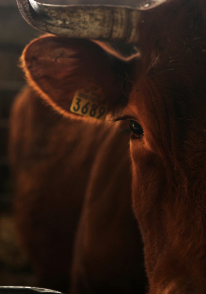 cow hd, 4k
