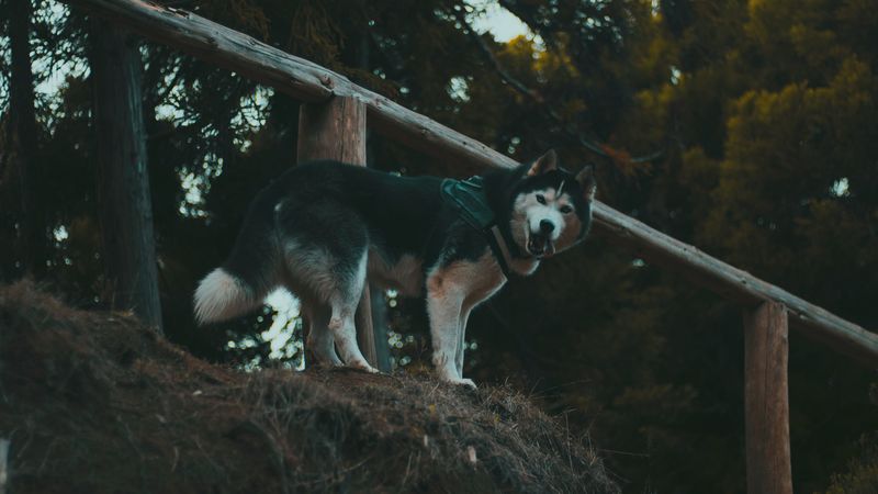 husky, dog, walk, stand, 4k