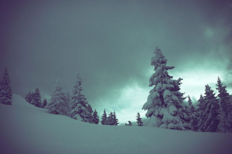 zillertal austrium snowy and tree 4k