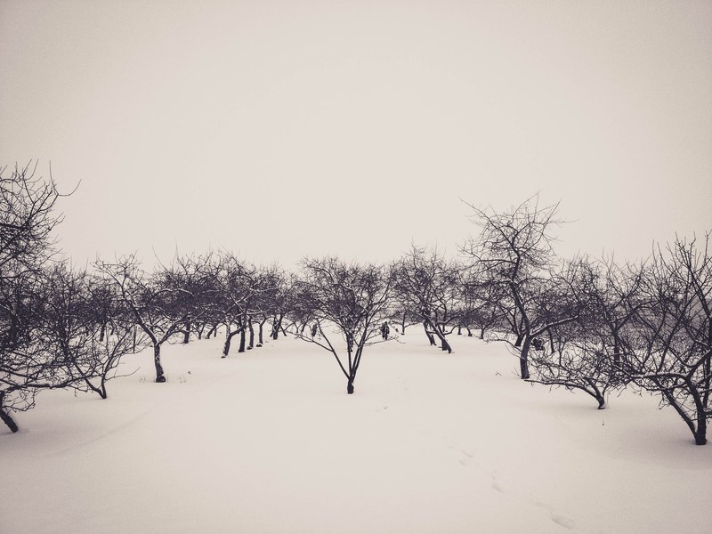 outdoor tree xma and road 4k