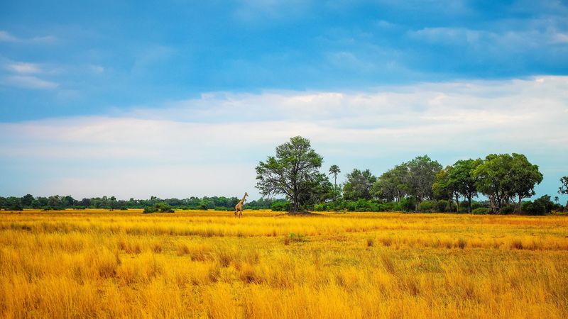 africa, giraffe, grass, trees, 4k