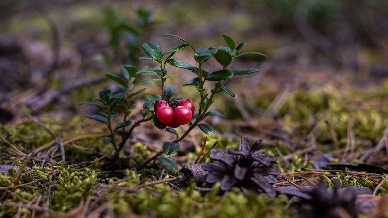cranberries, berries, close-up, 4k