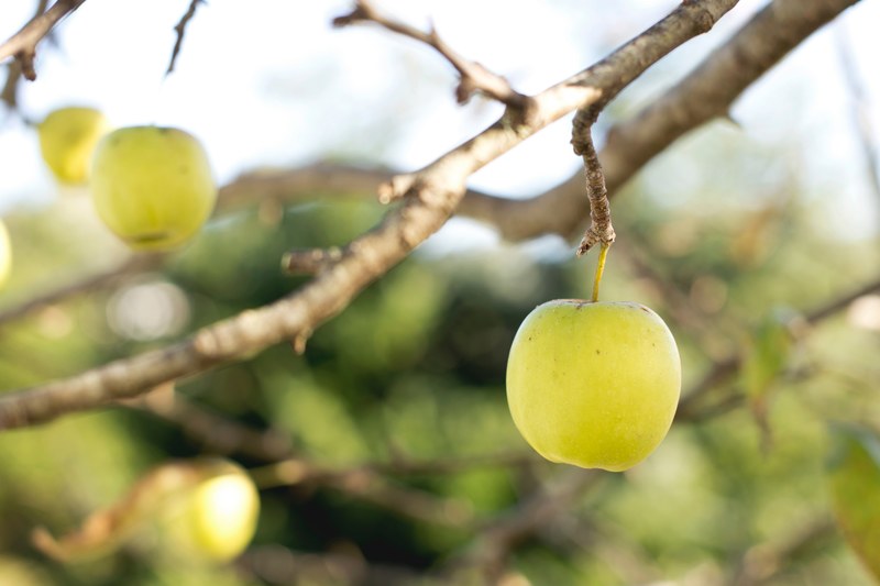 fresh green apples growing on a tree in an orchard, sunny apple orchard 4k