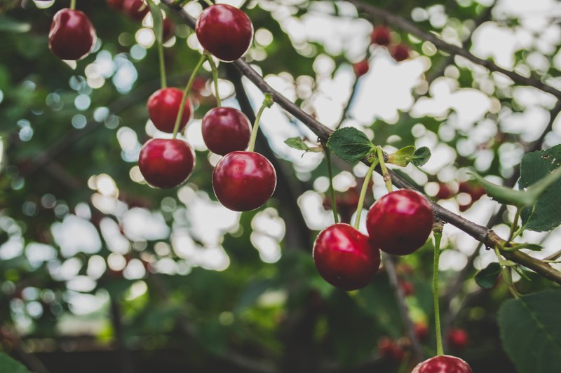 cherry fruit tree and fruit tree 4k
