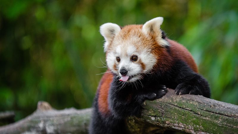 red panda, tongue protruding, cute, funny, animal, bamboo, 4k HD Wallpaper