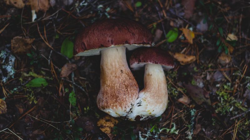 mushrooms, autumn, foliage, 4k