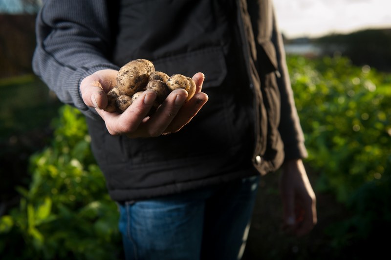 a farmer holding potatoes in france, farming potatoes 4k
