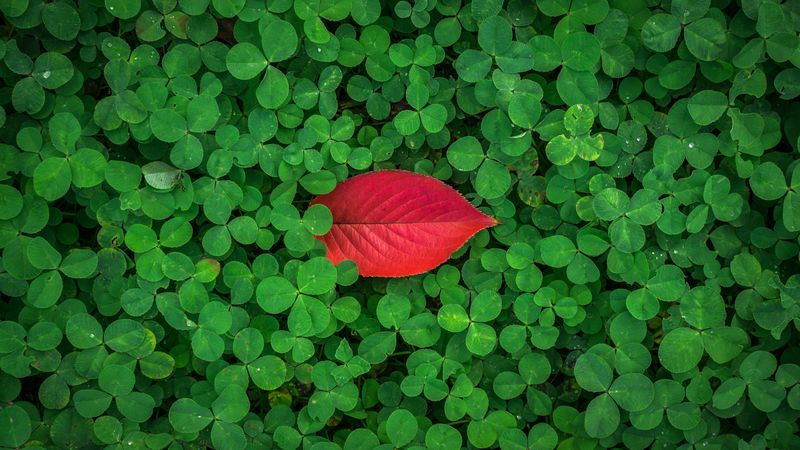 clover, leaves, plant, green, red, 4k