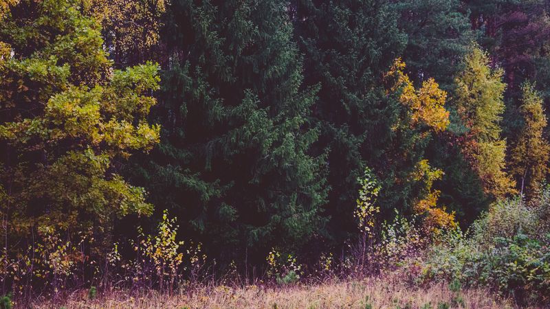 trees, forest, autumn, grass, 4k