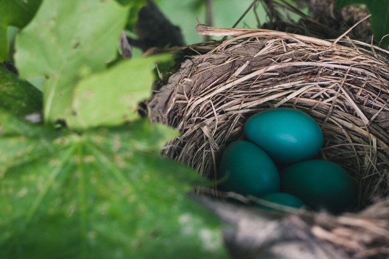 nest bird egg egg and leaf 4k