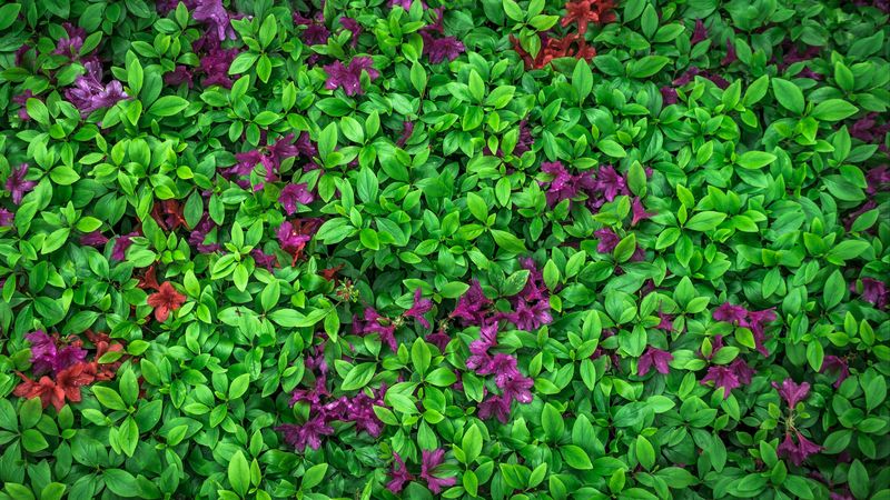 azalea, leaves, flowers, plant, 4k