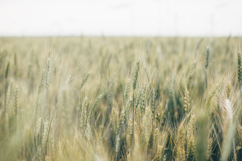 field of wheat and corn cover a lush farm field, farmers crop 4k