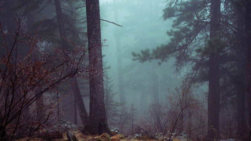 forest tree fog and temperate forest 4k
