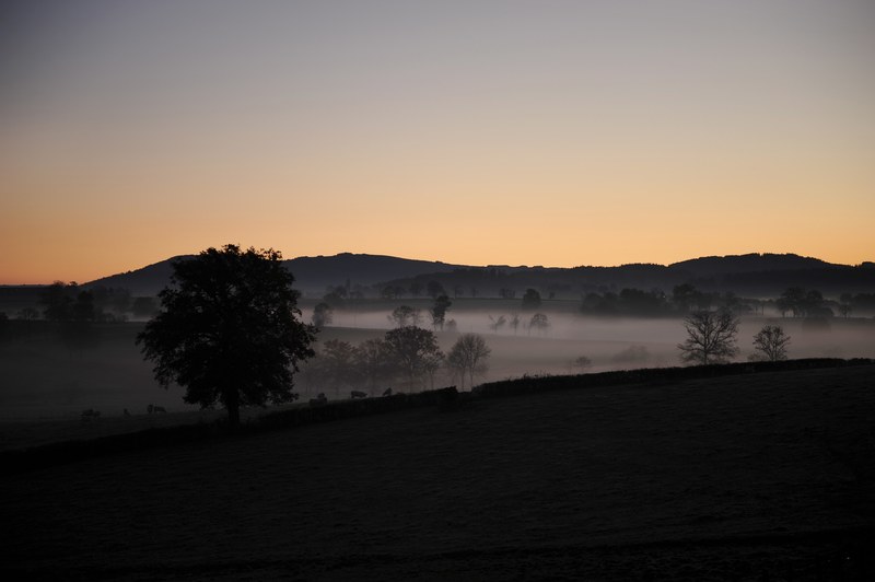 tree fog dawn and hill 4k