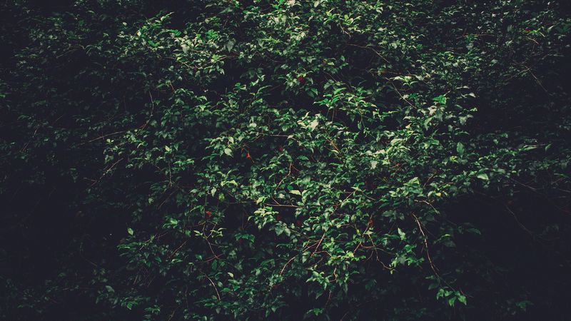 trees, branches, green, 4k